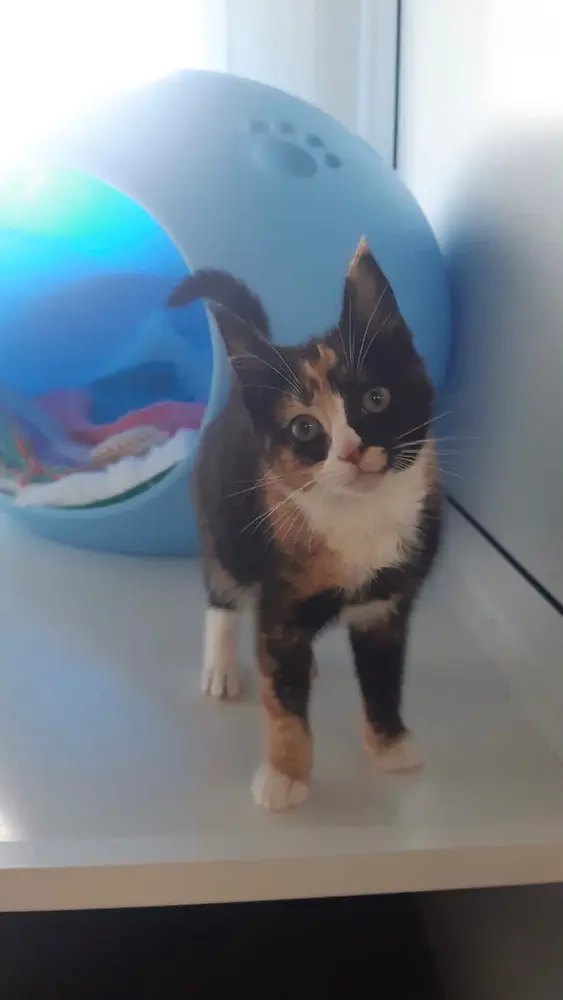 Adopting Jasmine, My Feline Friend