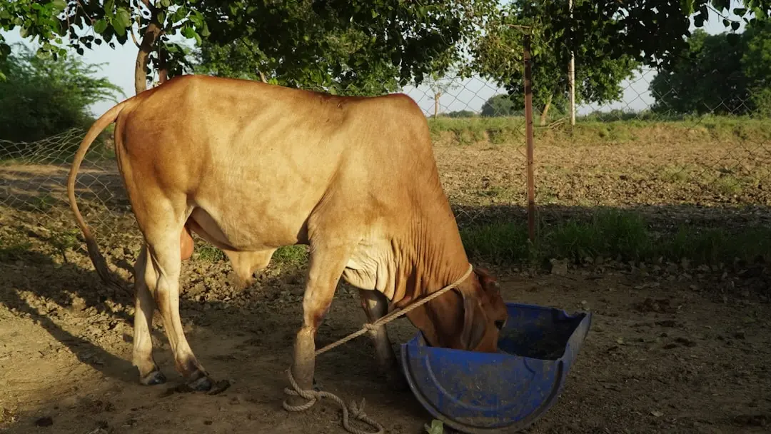 Veterinarian Decodes Feline Antics, Leaving Netizens in Stitches
