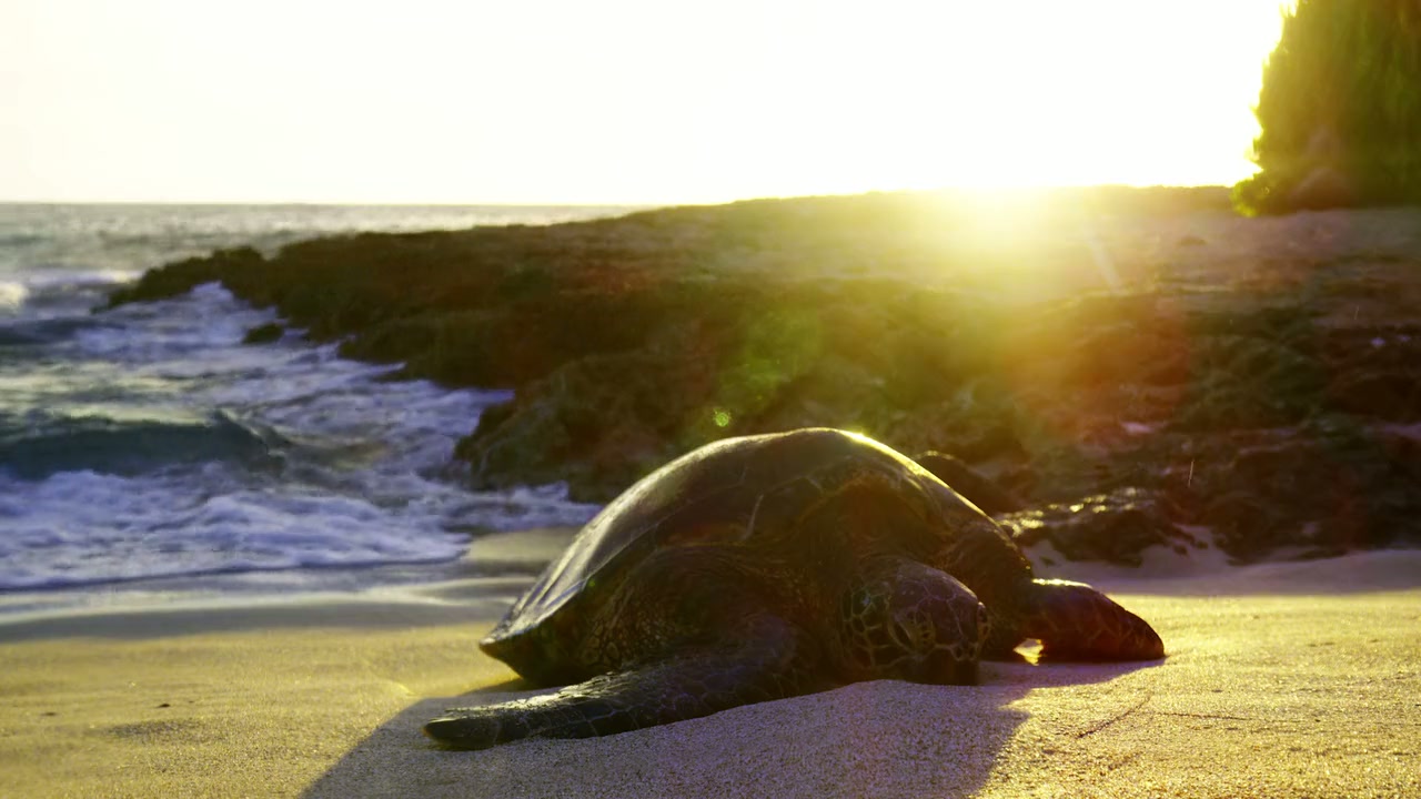 Turtle Odyssey Screenshot