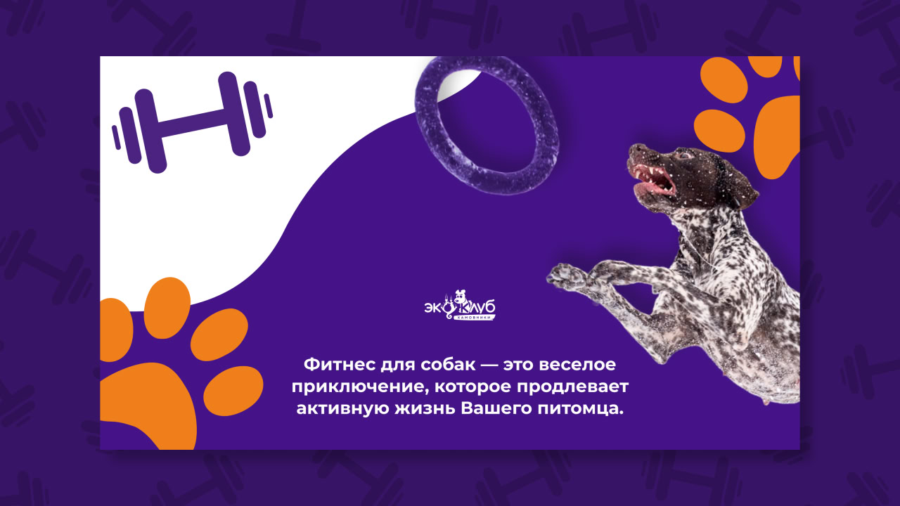 Тренировки для собак
