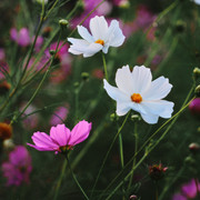 P1010645.jpg