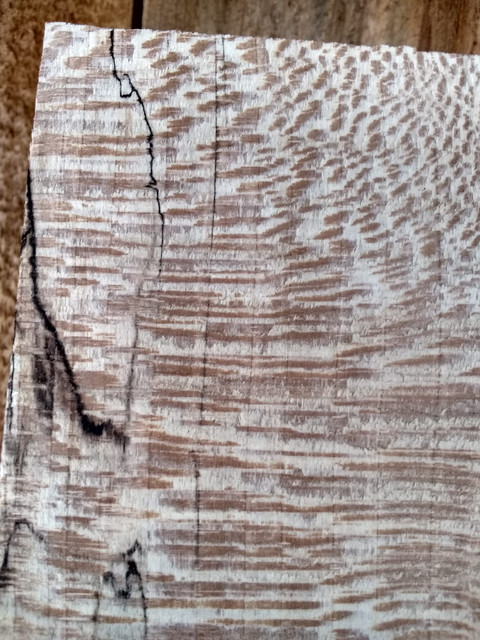 Sycamore-1