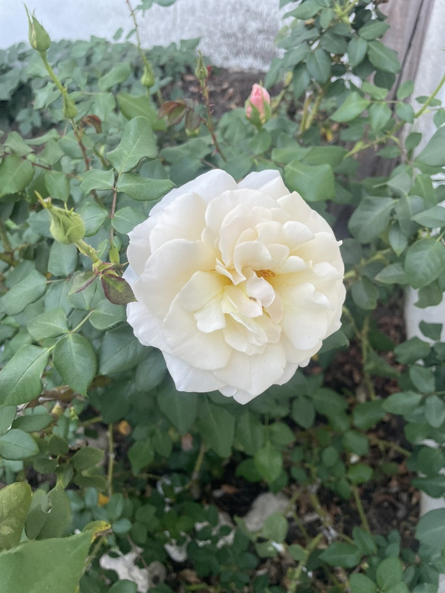 D81-C2431-47-AD-4-D59-9-B31-5981177-ABCEC-1-105-c