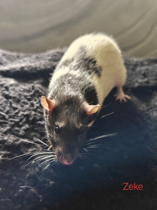 zeke