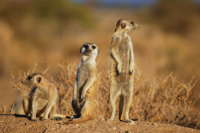 https://i.ibb.co/v4VRjShy/Suricates-Namibia-2.jpg