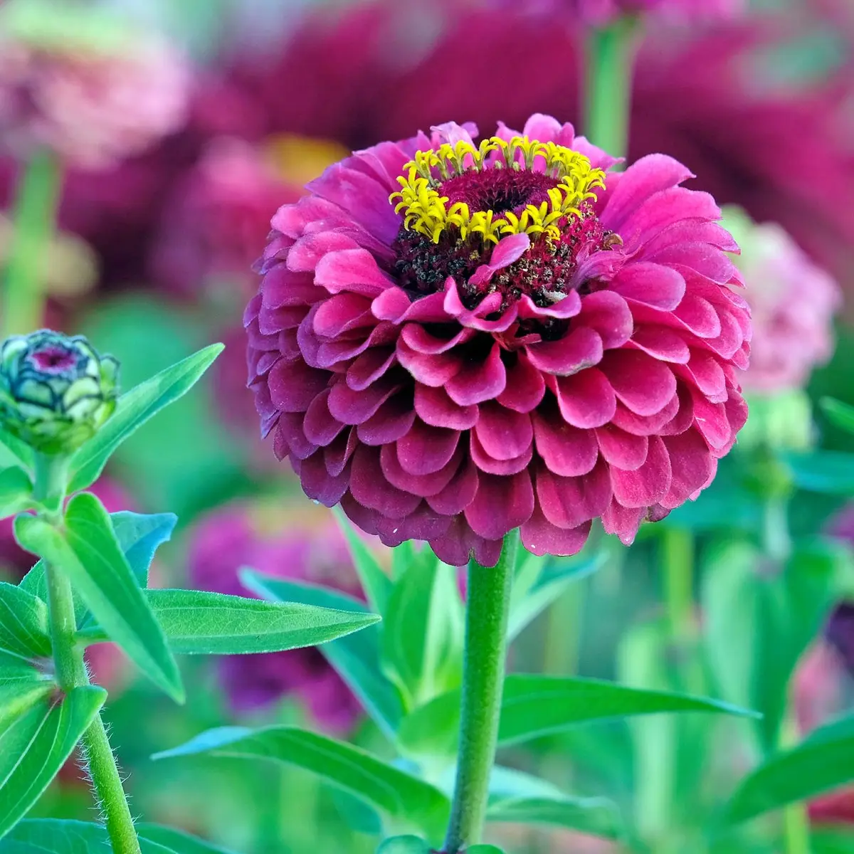 O alternativă colorată la dalii: Zinniile, flori fără grijă