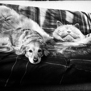 comp-IMG-7951
