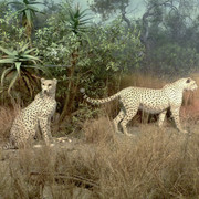 Cheetah