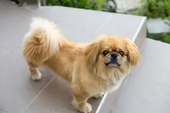 Essential Supplies for Welcoming a New Pekingese Puppy Home