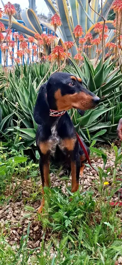 Meet Precilla: A Charming Four-Year-Old Cross-Breed Looking for a Home