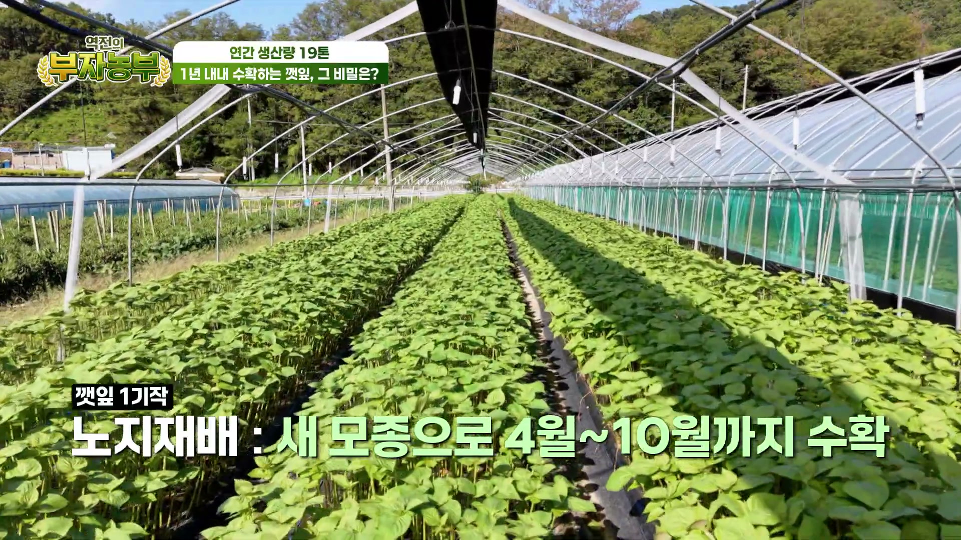 역전의부자농부 충남금산 고추냉이상추 추가 캡처 3