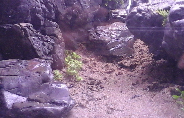 Sable 3