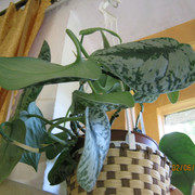 IMG 6410