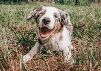 Top Rabbit Dog Foods for a Balanced Canine Diet