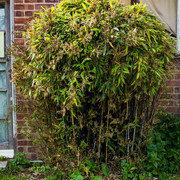 L1461259