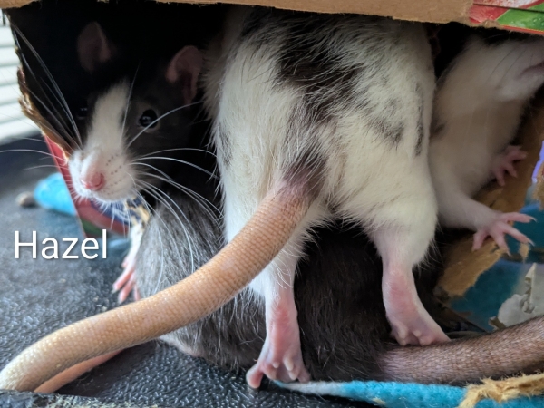 hazel