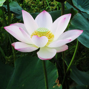 荷花03