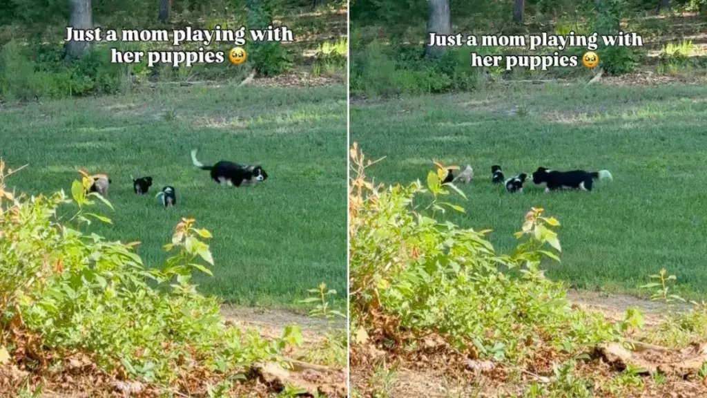 Mama Dog's Playtime Delight