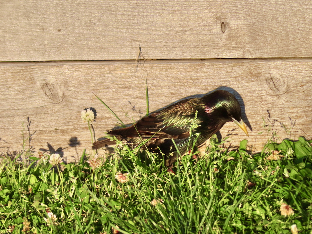 30+ лет в США. Заметки русско-американского пенсионера.