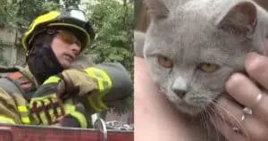 Cat Miraculously Survives Ukraine Missile Strike