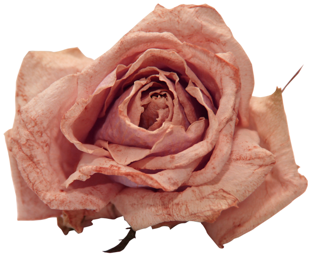 Valkyrie Designs Be My Love In Paris (35).png