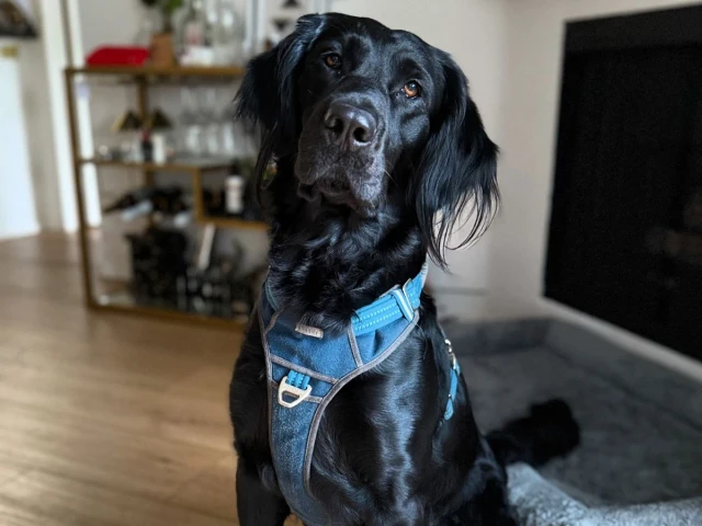 Duke, Founding Pup at Duke's Doggy Daycare