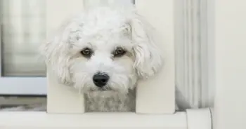 L-Tryptophan for Anxious Dogs: A Relaxation Solution