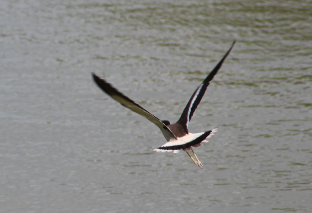 IMG 2723.jpg