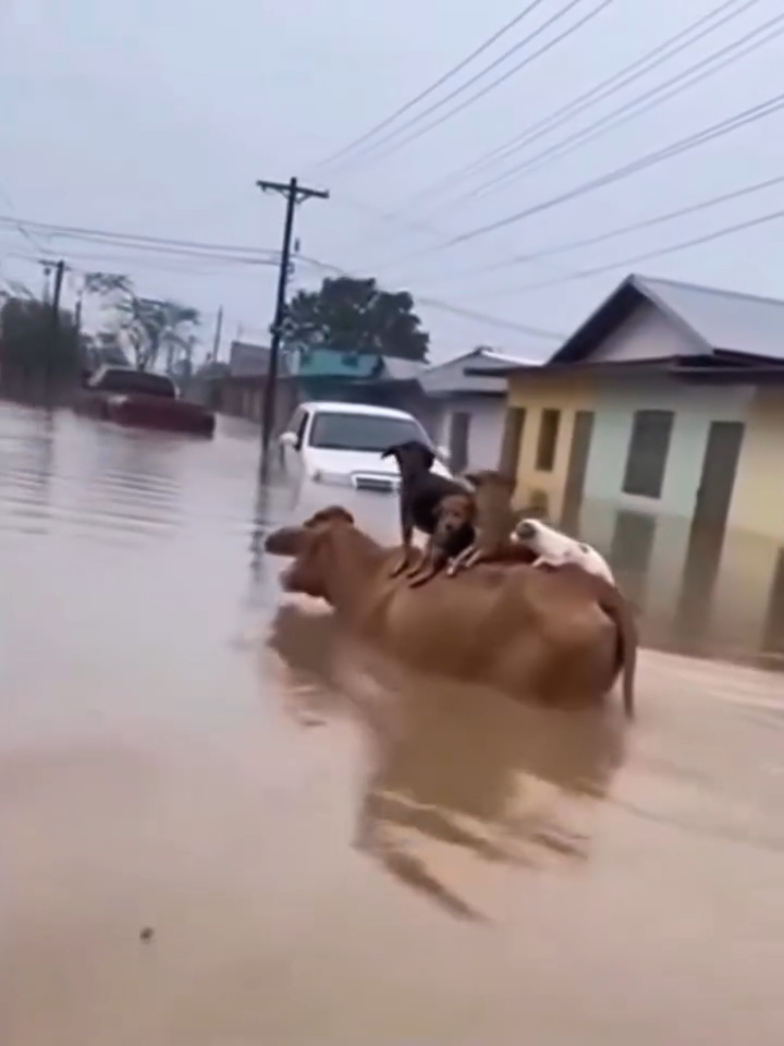 Vídeo de vaca salvando cachorros em inundação é criado por inteligência artificial