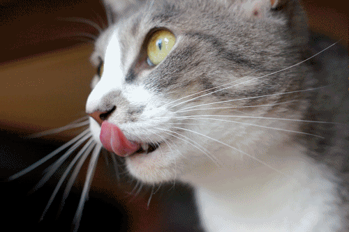 1000019266.gif