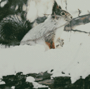 5.gif