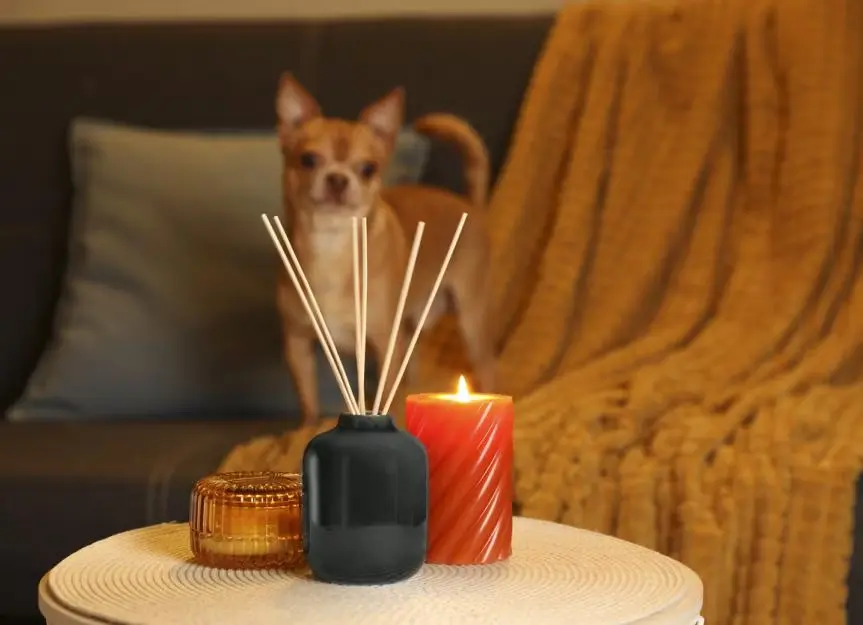 Are Essential Oils Safe for Dogs?
