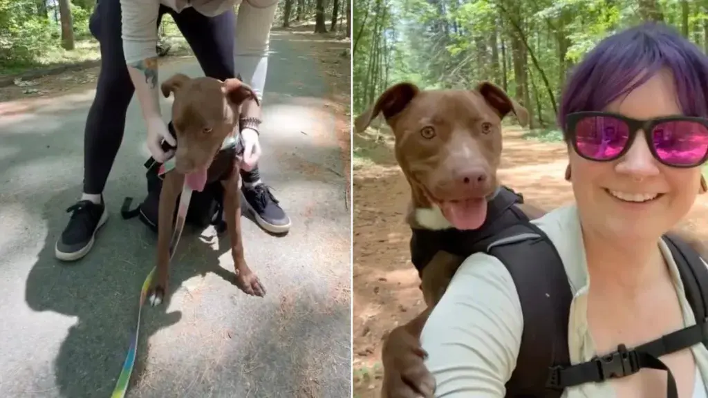 Rescue Tripod Dog Finds Forever Home on Hiking Trails