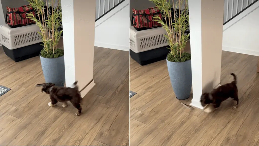 Dog Spins Round in Circles Chasing Leash