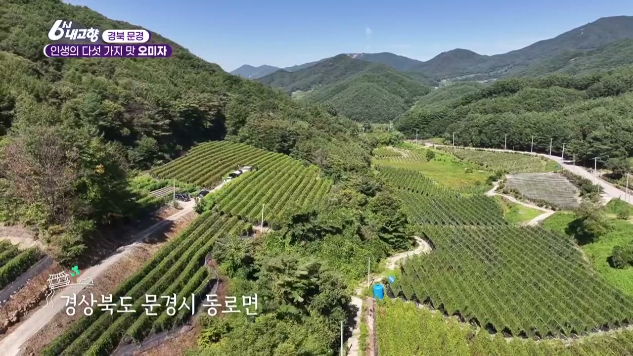 6시내고향 문경 오미자 추가 캡처 2