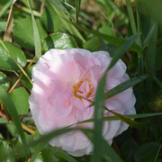 DSC-0296