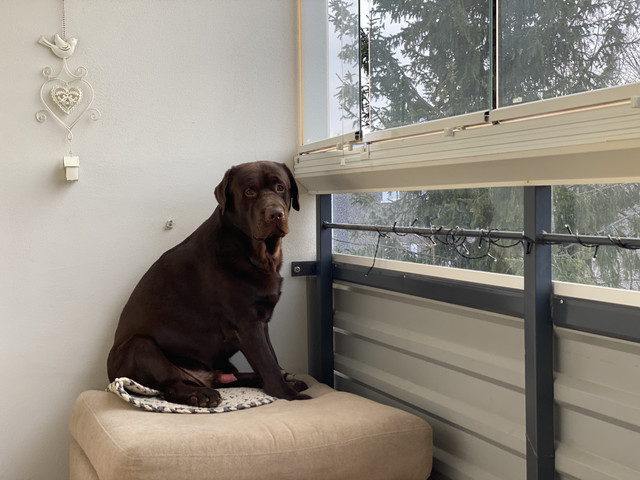 8647-C00-D-923-D-41-E8-B444-E3-B2416175-