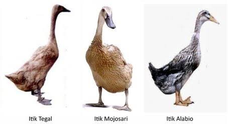 minyak