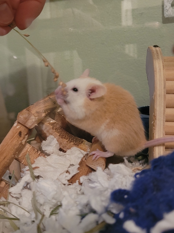 ginger3