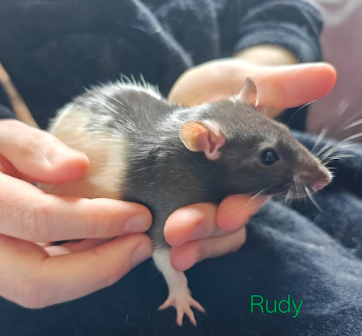 Rudy