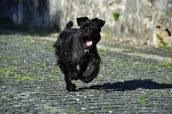 Top Schnauzer Activity Trackers for 2026