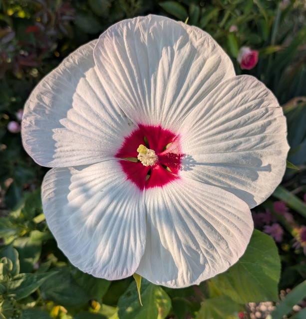 Kora Alba