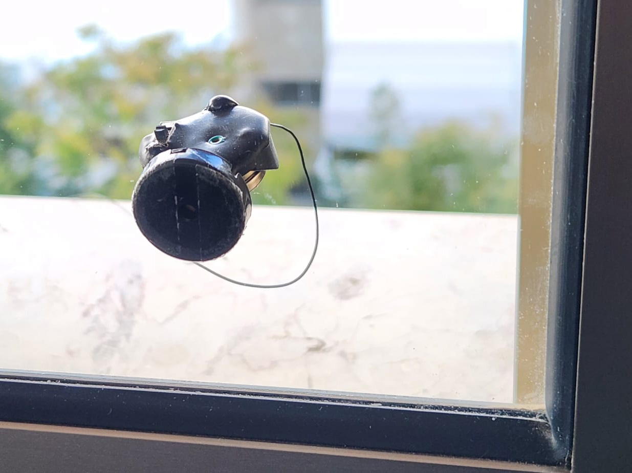 Wall Bug on Glass