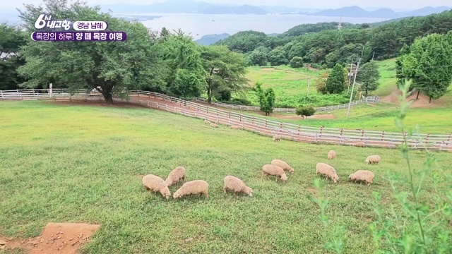 6시내고향 남해 양떼목장여행 추가 캡처 2