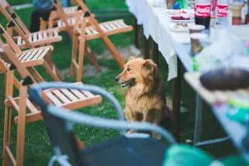 Canine Cunning: The Top Breeds Most Likely to Pilfer Your Plate