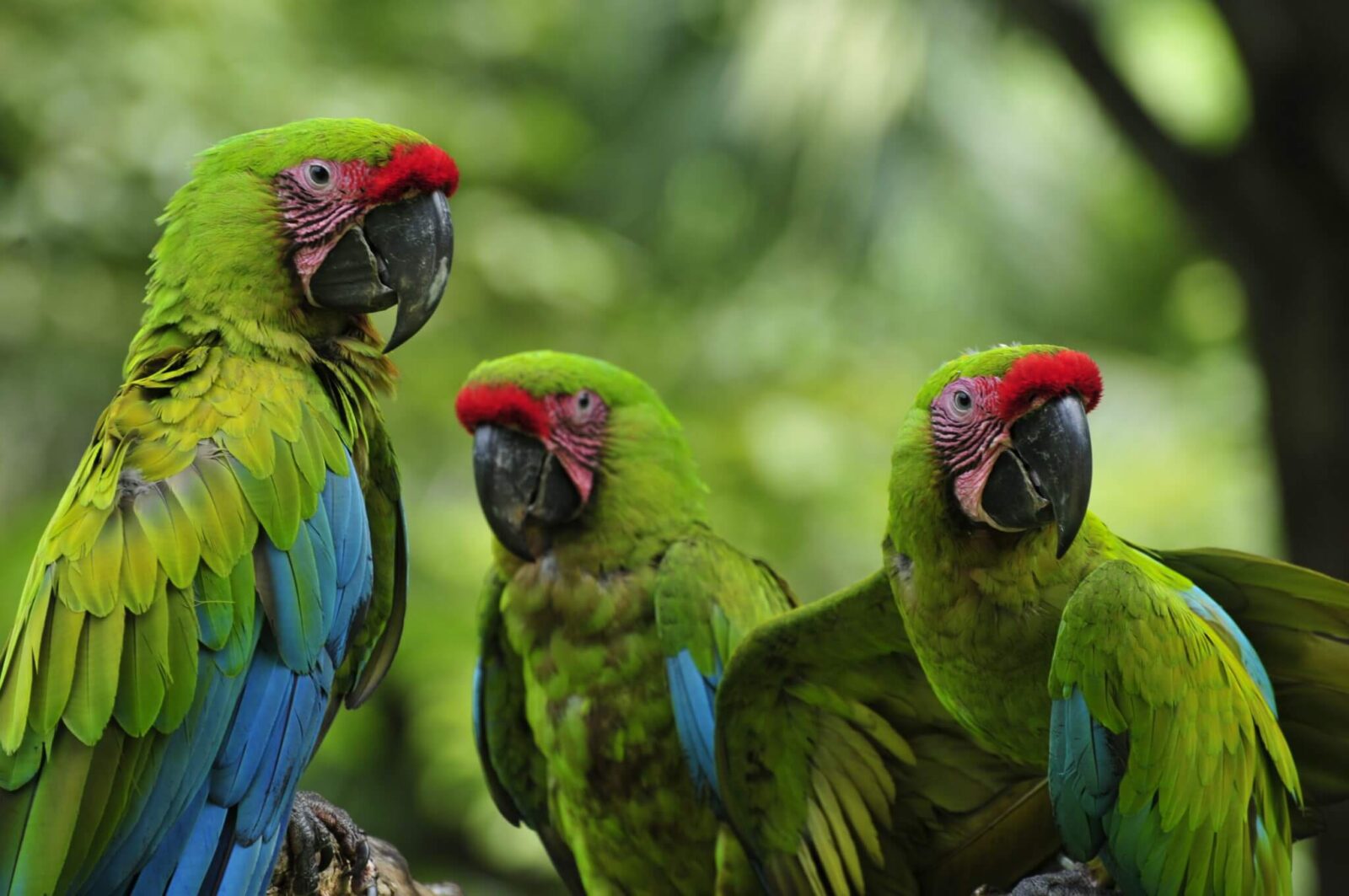 Guacamayo Verde Ara ambiguus