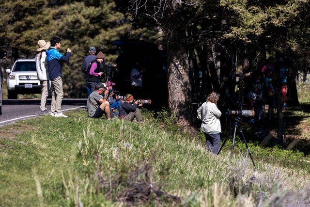 People and vehicles near Yellowstone roadside