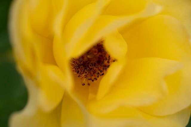 DSC03935 копия