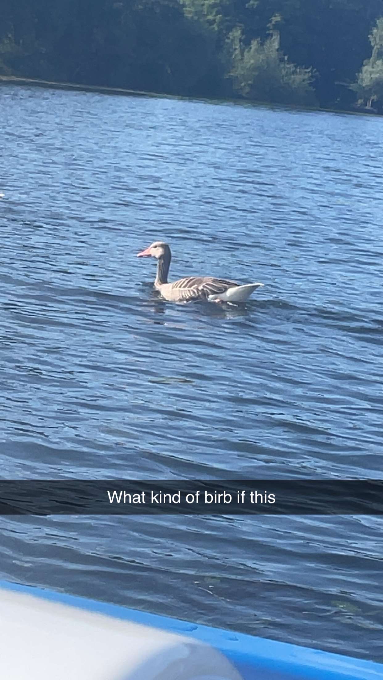 最近認識された鳥の写真