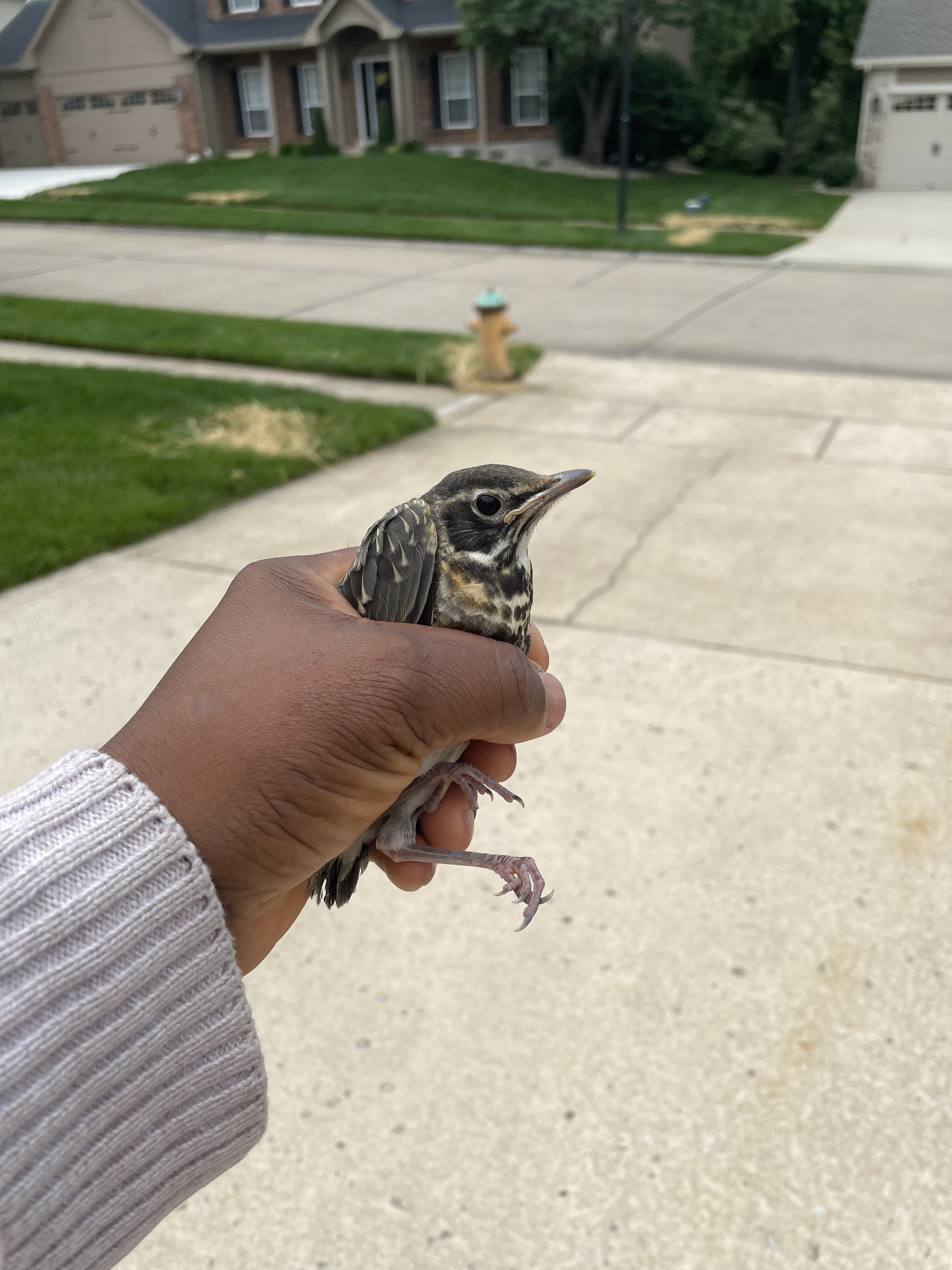 Recent bird photo